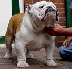 CH. Beefeater's Brass Knuckles